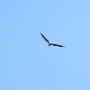 Haliaeetus leucogaster at Breadalbane, NSW - 11 Jan 2023