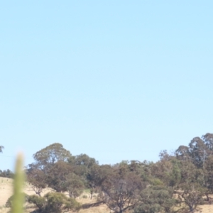 Haliaeetus leucogaster at Breadalbane, NSW - 11 Jan 2023