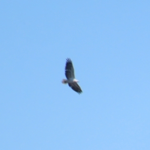 Haliaeetus leucogaster at Breadalbane, NSW - 11 Jan 2023