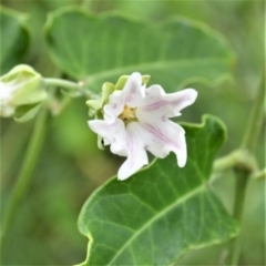 Araujia sericifera (Moth Plant) at Jerrara, NSW - 11 Jan 2023 by plants