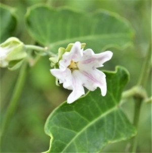 Araujia sericifera at Jerrara, NSW - 11 Jan 2023