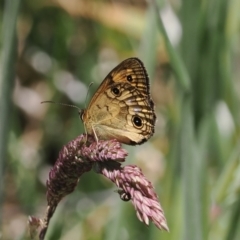 Heteronympha cordace (Bright-eyed Brown) at Cotter River, ACT - 9 Jan 2023 by RAllen