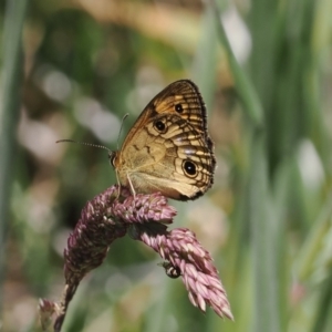 Heteronympha cordace at Cotter River, ACT - 9 Jan 2023 12:31 PM