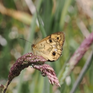 Heteronympha cordace at Cotter River, ACT - 9 Jan 2023