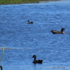 Tadorna tadornoides (Australian Shelduck) at Breadalbane, NSW - 11 Jan 2023 by BenW