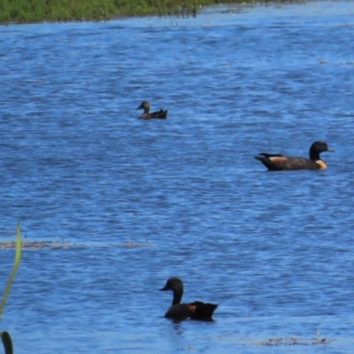 Tadorna tadornoides (Australian Shelduck) at Breadalbane, NSW - 11 Jan 2023 by TomW