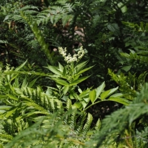 Sambucus gaudichaudiana at Cotter River, ACT - 10 Jan 2023