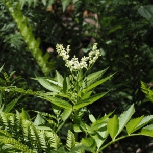 Sambucus gaudichaudiana at Cotter River, ACT - 10 Jan 2023