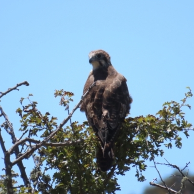 Falco berigora (Brown Falcon) at Breadalbane, NSW - 11 Jan 2023 by TomW