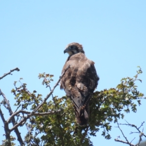 Falco berigora at Breadalbane, NSW - 11 Jan 2023 11:59 AM