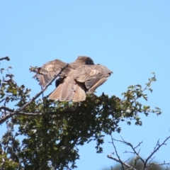 Falco berigora at Breadalbane, NSW - 11 Jan 2023 11:59 AM