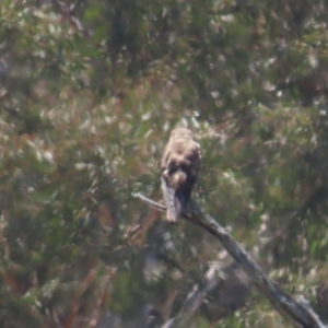 Falco berigora at Breadalbane, NSW - 11 Jan 2023 11:59 AM