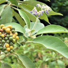 Solanum mauritianum (Wild Tobacco Tree) at Jerrara, NSW - 11 Jan 2023 by plants