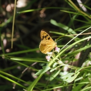 Heteronympha solandri at Cotter River, ACT - 10 Jan 2023 11:09 AM