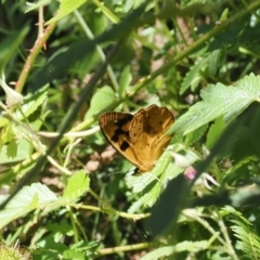 Heteronympha solandri at Cotter River, ACT - 10 Jan 2023 11:09 AM