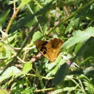 Heteronympha solandri at Cotter River, ACT - 10 Jan 2023 11:09 AM