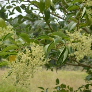 Ligustrum lucidum at Jerrara, NSW - 11 Jan 2023 06:47 PM