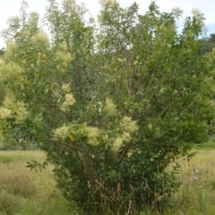 Ligustrum lucidum at Jerrara, NSW - 11 Jan 2023 06:47 PM