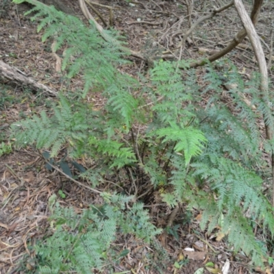 Pteris tremula (Tender Brake) at Jerrara, NSW - 11 Jan 2023 by plants