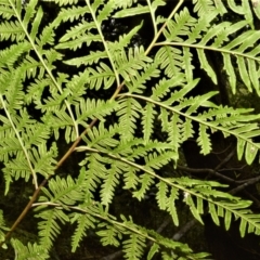 Pteris tremula at Jerrara, NSW - 11 Jan 2023