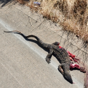 Varanus varius at Coolac, NSW - suppressed