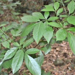 Sambucus australasica (Native Elderberry, Yellow Elderberry, Native Elder) at Jerrara, NSW - 11 Jan 2023 by plants