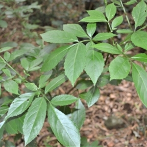 Sambucus australasica at Jerrara, NSW - 11 Jan 2023 06:49 PM