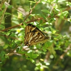 Oreixenica kershawi (Striped Xenica) at Cotter River, ACT - 10 Jan 2023 by RAllen