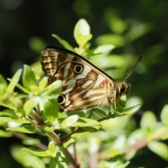 Oreixenica kershawi at Cotter River, ACT - 10 Jan 2023