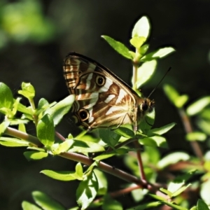 Oreixenica kershawi at Cotter River, ACT - 10 Jan 2023 11:24 AM