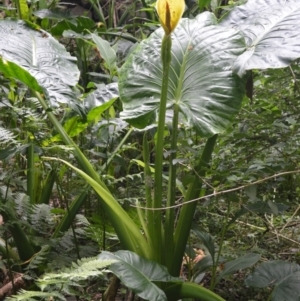 Alocasia brisbanensis at Jerrara, NSW - 11 Jan 2023 06:51 PM