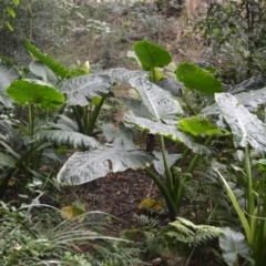 Alocasia brisbanensis at Jerrara, NSW - 11 Jan 2023 06:51 PM