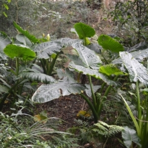 Alocasia brisbanensis at Jerrara, NSW - 11 Jan 2023 06:51 PM