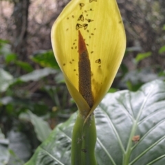 Alocasia brisbanensis at Jerrara, NSW - 11 Jan 2023 06:51 PM