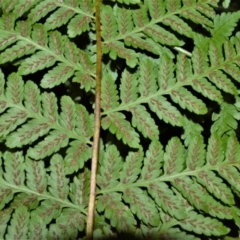 Diplazium australe (Austral Lady Fern) at Jerrara, NSW - 11 Jan 2023 by plants