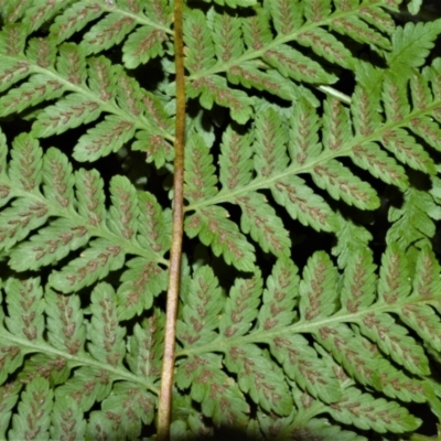 Diplazium australe (Austral Lady Fern) at Jerrara, NSW - 11 Jan 2023 by plants