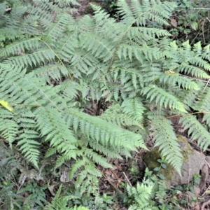 Diplazium australe at Jerrara, NSW - suppressed