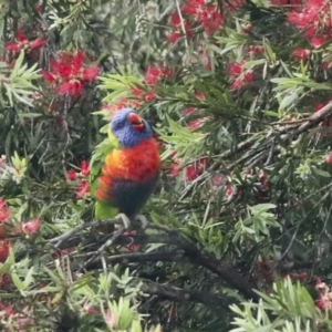 Trichoglossus moluccanus at Higgins, ACT - 22 Dec 2022 10:16 AM