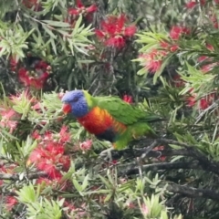 Trichoglossus moluccanus at Higgins, ACT - 22 Dec 2022 10:16 AM