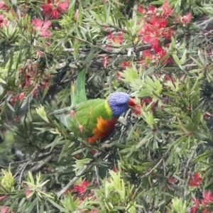 Trichoglossus moluccanus at Higgins, ACT - 22 Dec 2022 10:16 AM