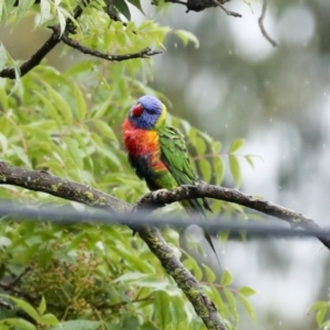 Trichoglossus moluccanus at Higgins, ACT - 22 Dec 2022