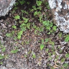 Cheilanthes distans (Bristly Cloak Fern) at Jerrara, NSW - 11 Jan 2023 by plants