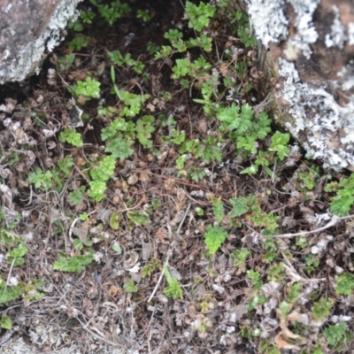 Cheilanthes distans (Bristly Cloak Fern) at Jerrara, NSW - 11 Jan 2023 by plants