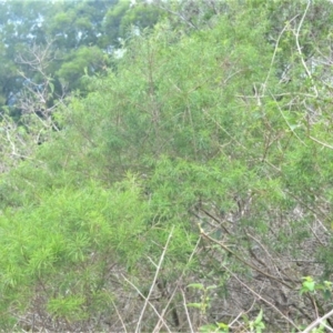 Zieria granulata at Jerrara, NSW - 11 Jan 2023