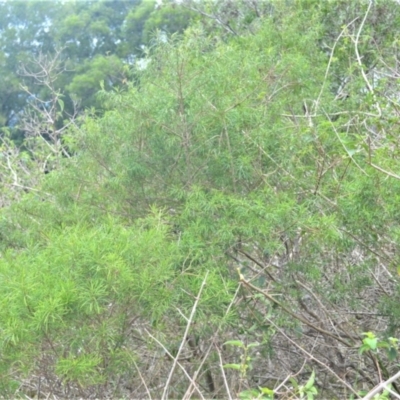 Zieria granulata (Illawarra Zieria) at Jerrara, NSW - 11 Jan 2023 by plants