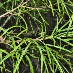 Zieria granulata at Jerrara, NSW - 11 Jan 2023