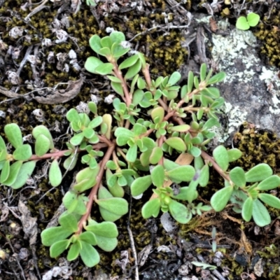 Portulaca oleracea (Pigweed, Purslane) at Jerrara, NSW - 11 Jan 2023 by plants