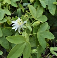 Passiflora subpeltata (White Passionflower) at Jerrara, NSW - 11 Jan 2023 by plants