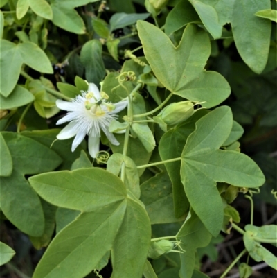 Passiflora subpeltata (White Passionflower) at Jerrara, NSW - 11 Jan 2023 by plants