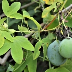 Passiflora subpeltata at Jerrara, NSW - 11 Jan 2023